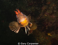 Happy to see you - 
Tompot Blenny (Parablennius gattorug... by Gary Carpenter 